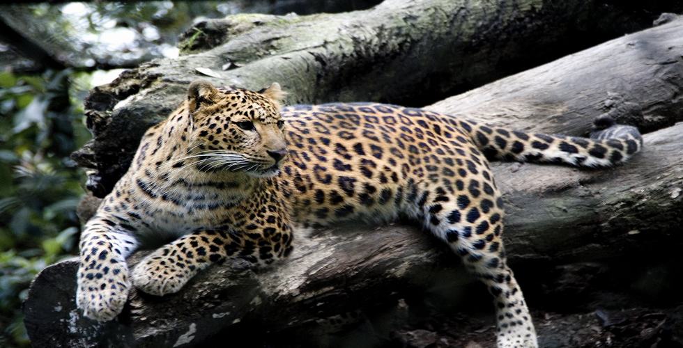 https://d3r8gwkgo0io6y.cloudfront.net/upload/himalay zoo.jpg